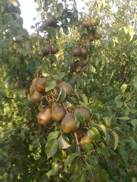 bio_obst_garten_00012