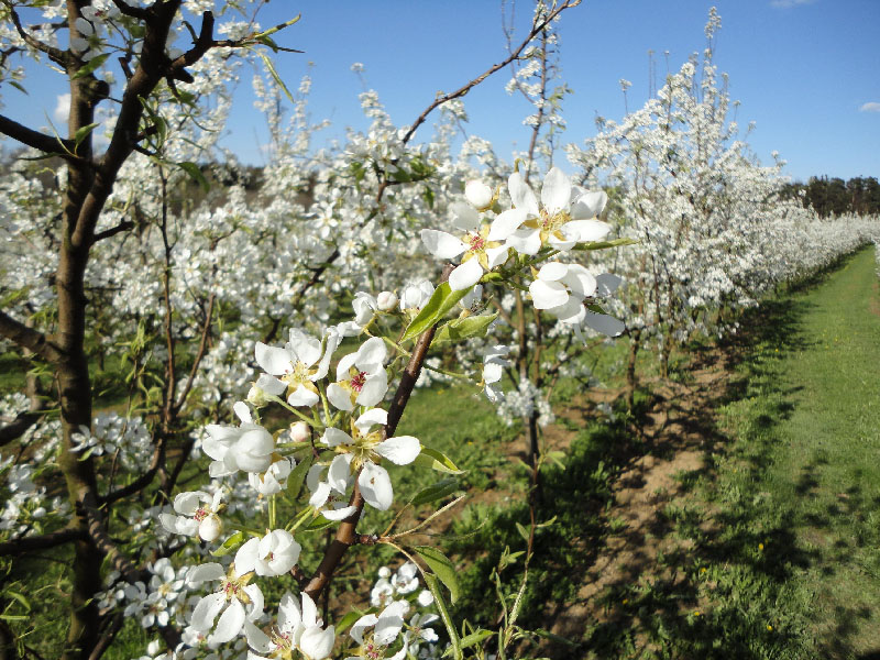 bio_obst_garten_00034