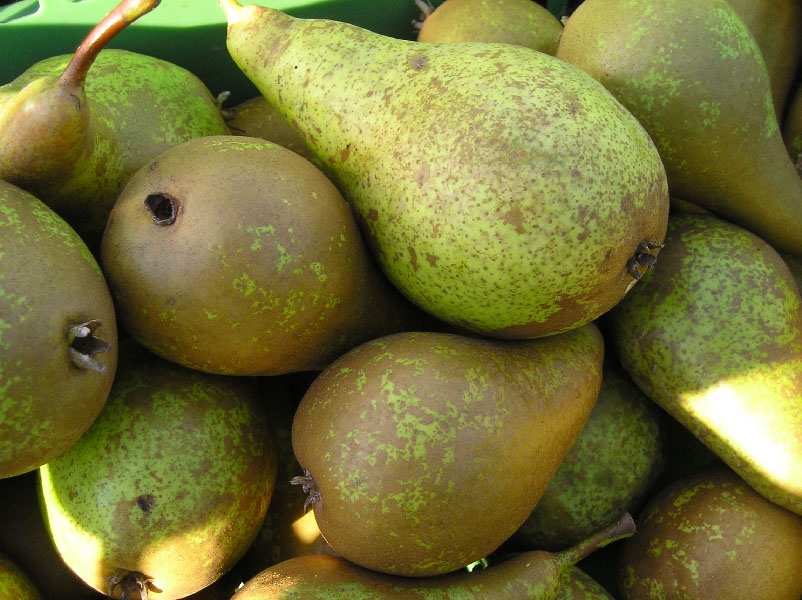 bio_obst_garten_00044